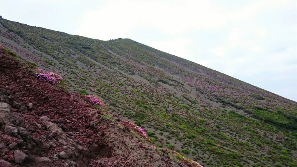 ミヤマキリシマの開花状況　５月１４日現在