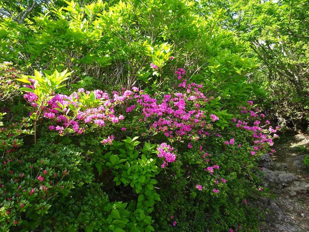 ミヤマキリシマの開花状況　5月2０日現在