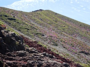ミヤマキリシマの開花状況　5月31日現在