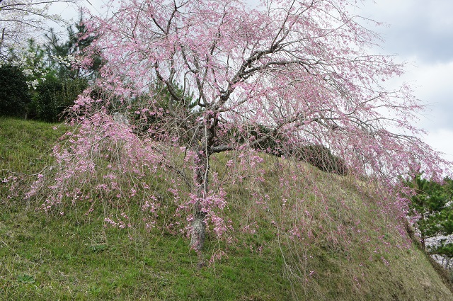 🌸桜：丸岡公園