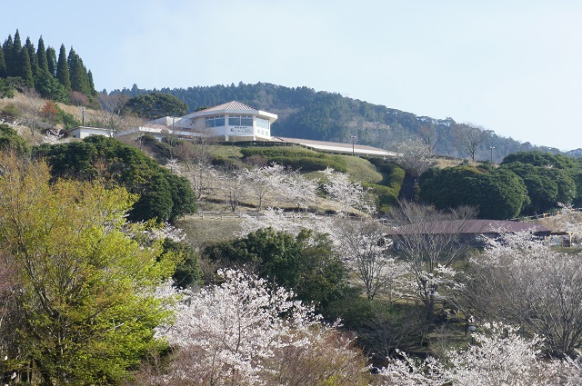 🌸桜：高千穂牧場&神話の里公園
