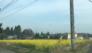 春の黄色い絨毯♪