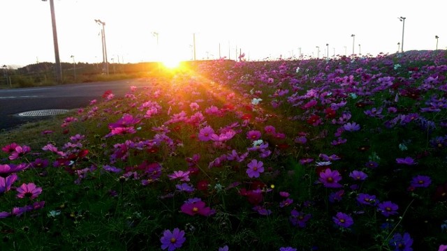 赤そばとコスモスのお花畑（鹿児島空港周辺エリア）撮影2018,10,24