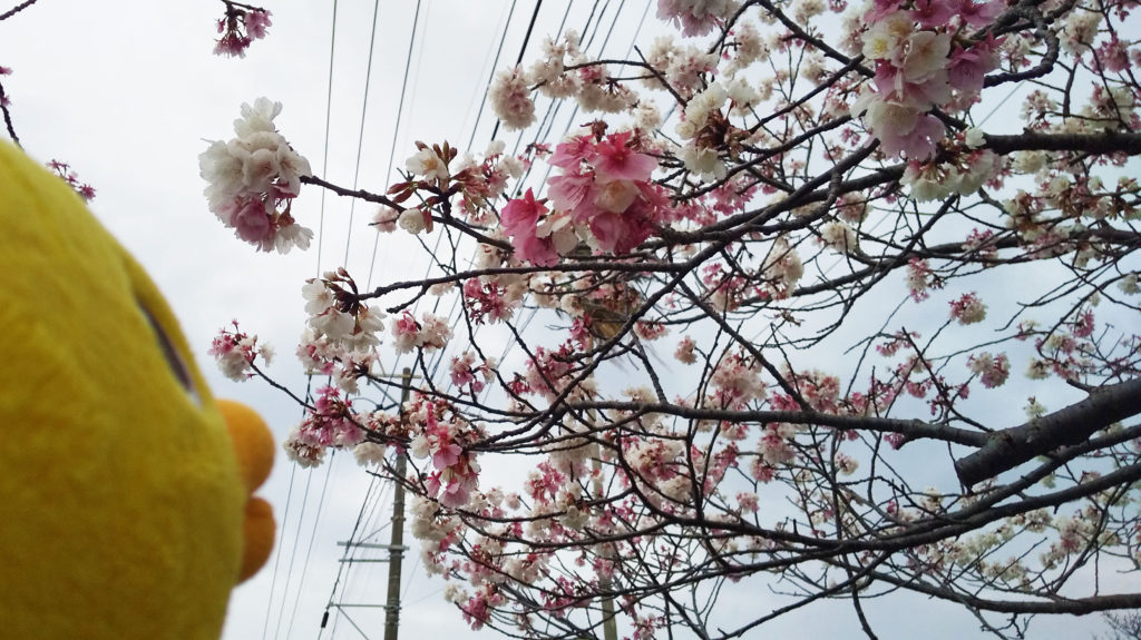 桜の花を発見🌸