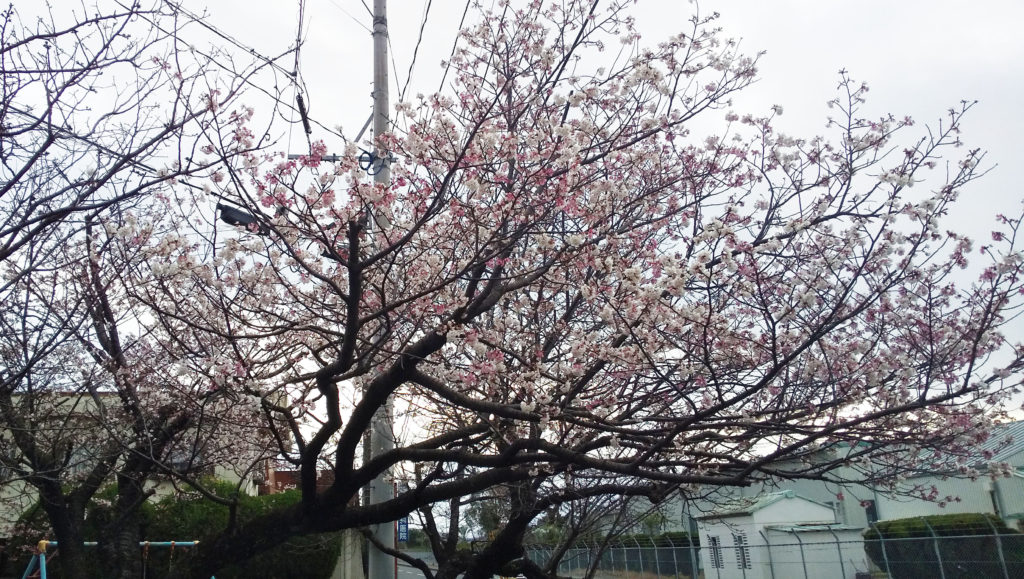 桜の花を発見🌸