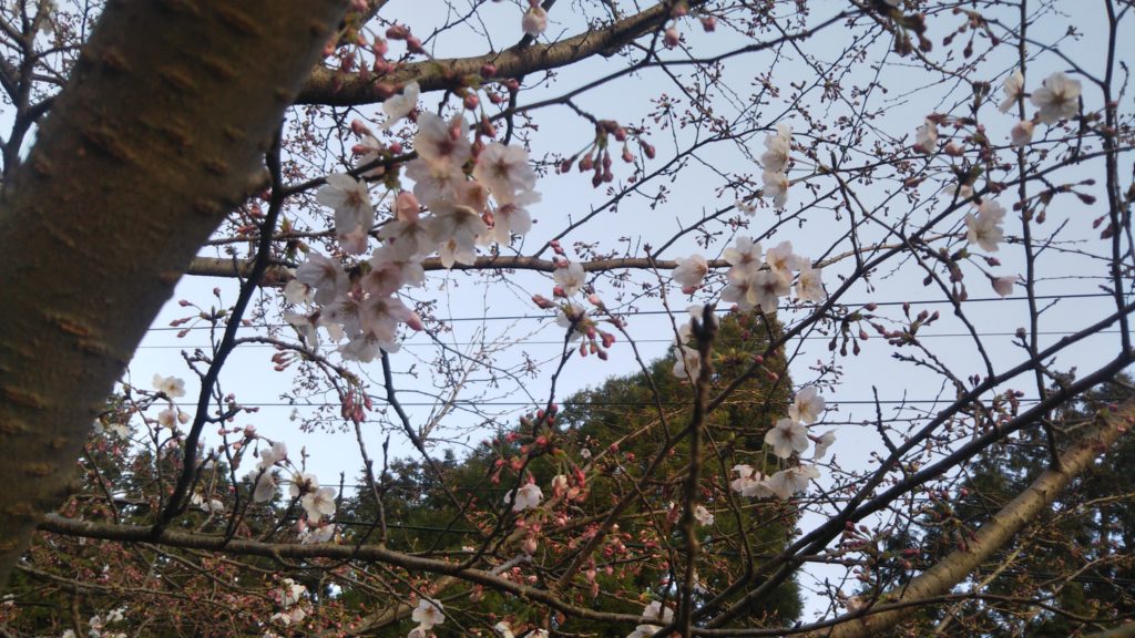 桜の開花状況パネルを設置しました！