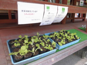 Kirishima Community Garden Projectの苗販売開始しました！