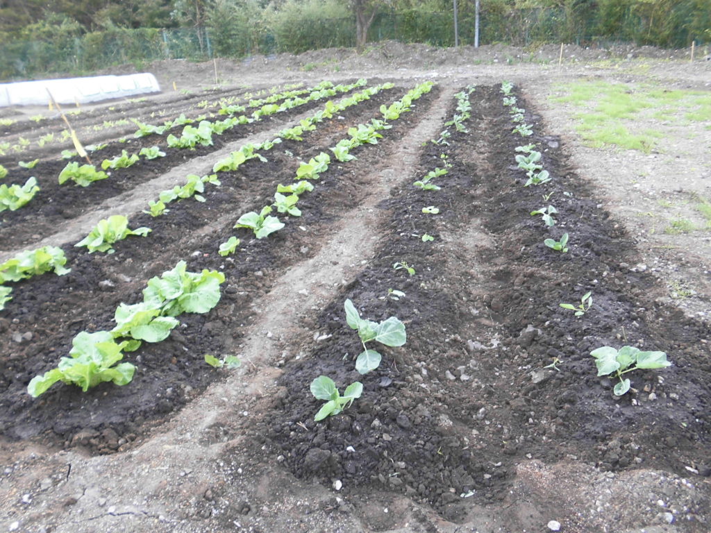 Kirishima Community Garden Projectの白菜・キャベツの成長してます。