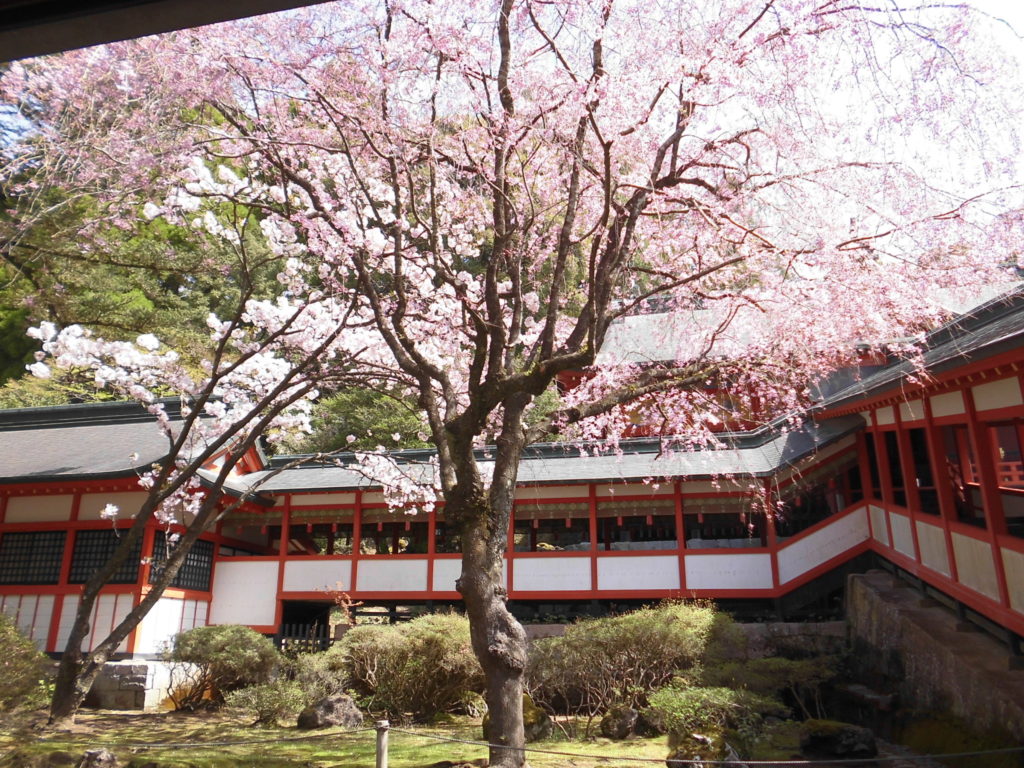 霧島神宮周辺の桜開花状況４月３日