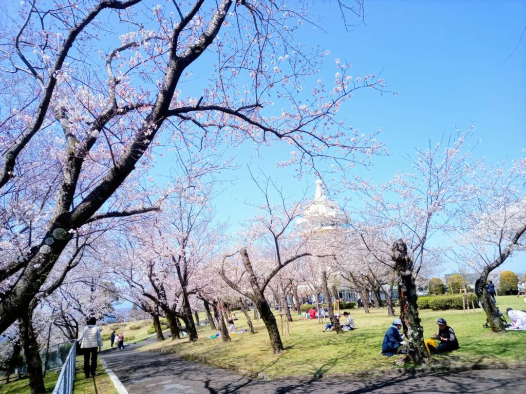 城山公園桜見頃