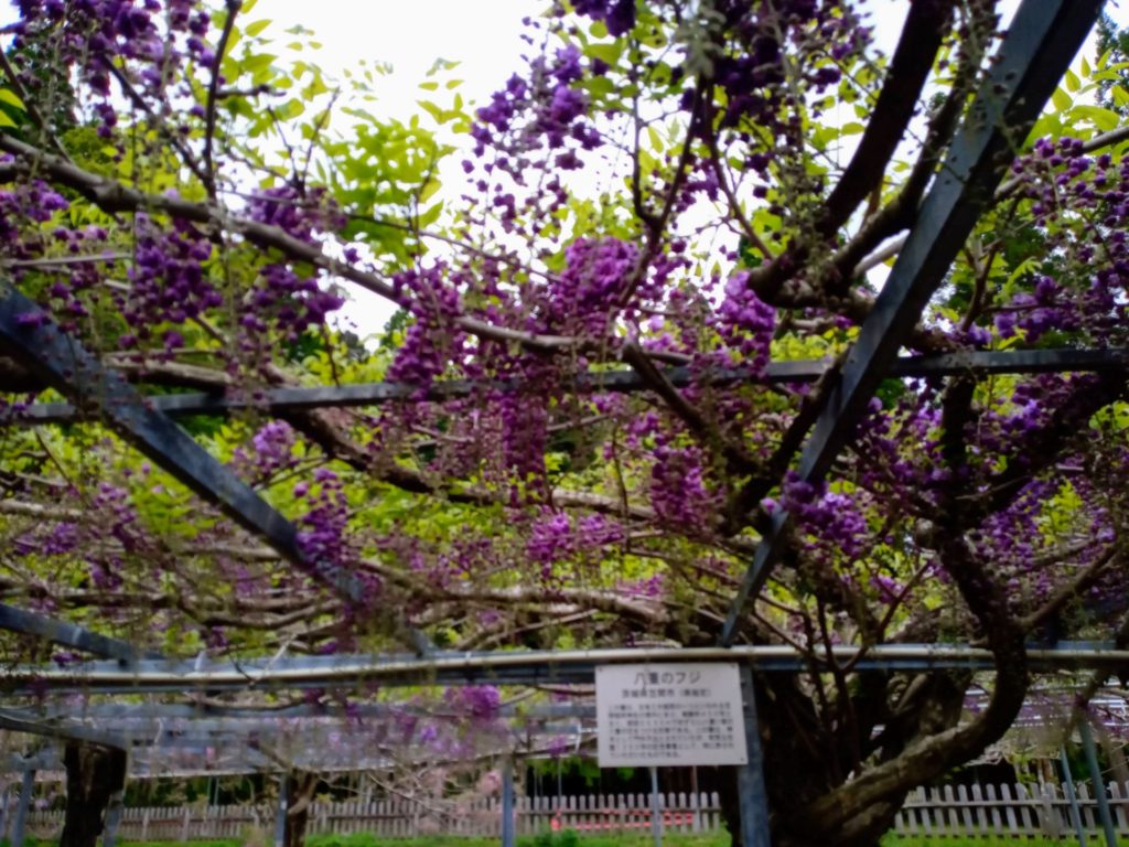 和気神社の藤の花　開花状況（4月14日昼）