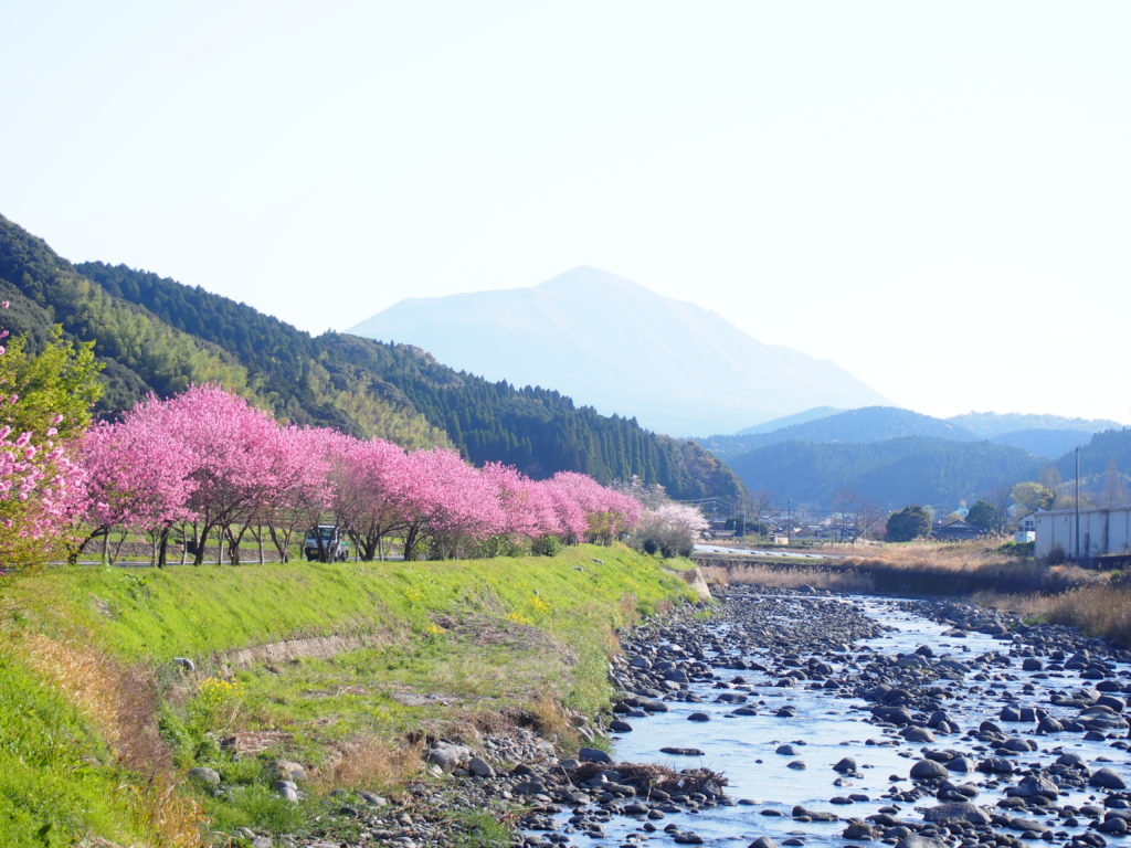 霧島神宮周辺の桜開花状況４月３日