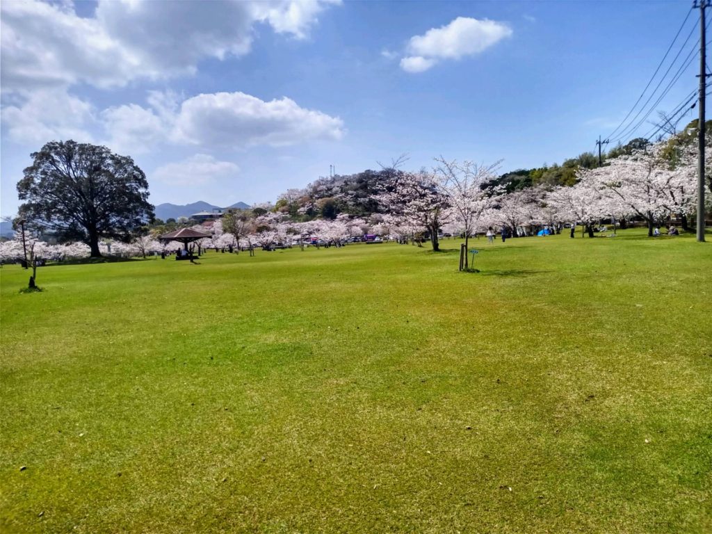 丸岡公園の桜が見頃です🌸