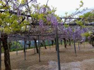 和気公園の藤の花２～３分咲きです４月１０日