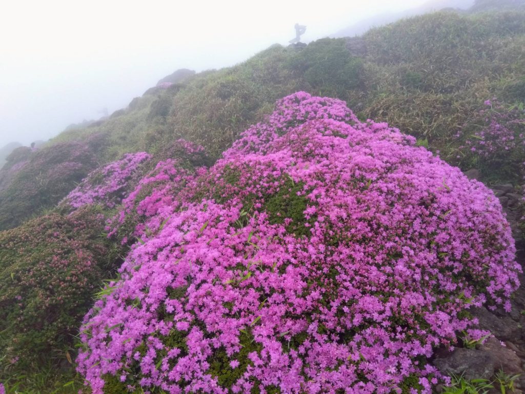 韓国岳・えびの高原「ミヤマキリシマ」６月１日