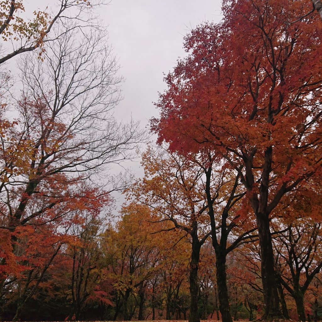 上野原縄文の森の紅葉🍁