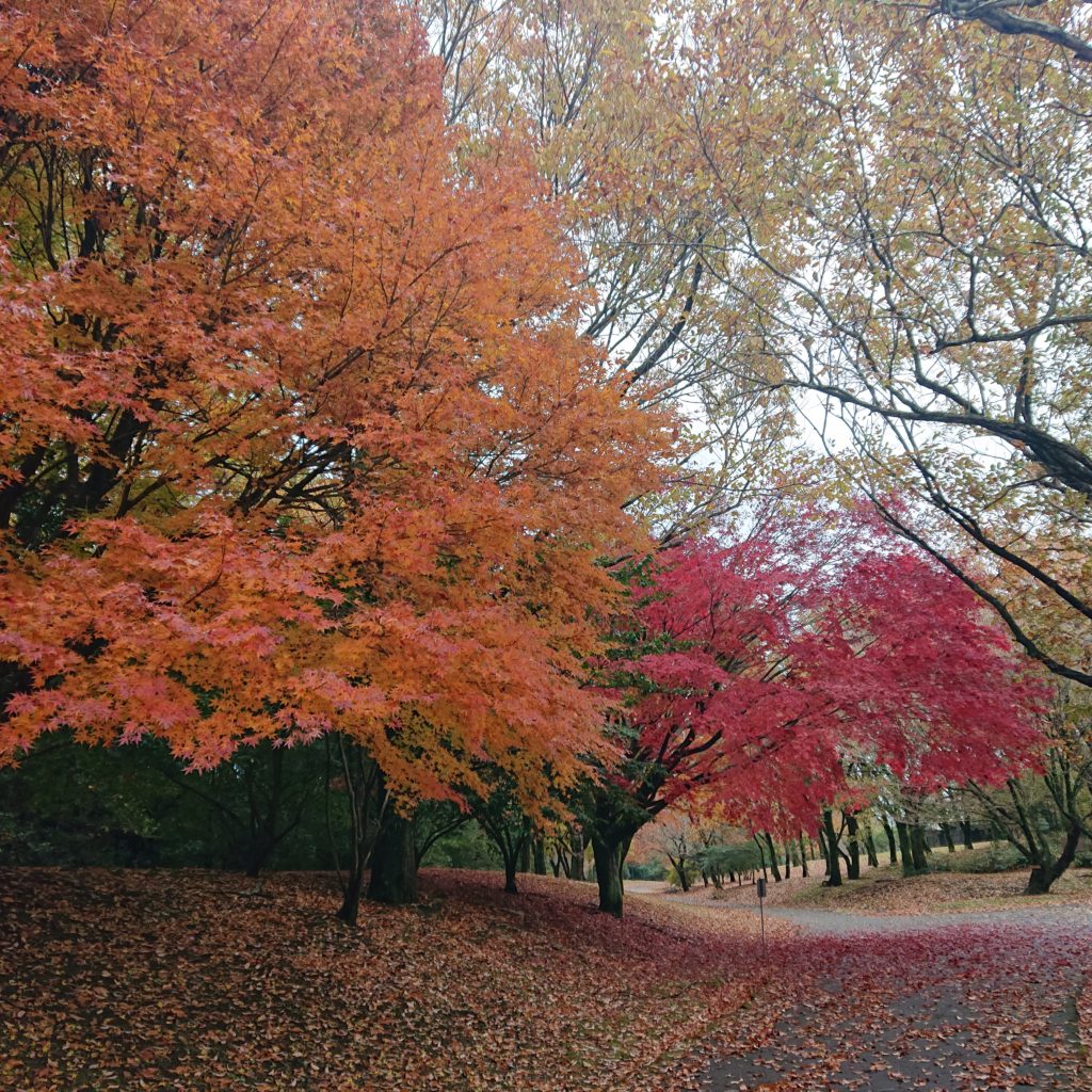 上野原縄文の森の紅葉🍁