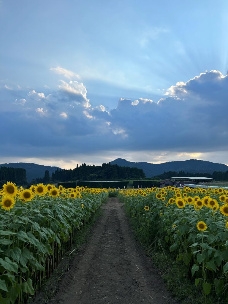 【🌻溝辺町有川のひまわり畑🌻】