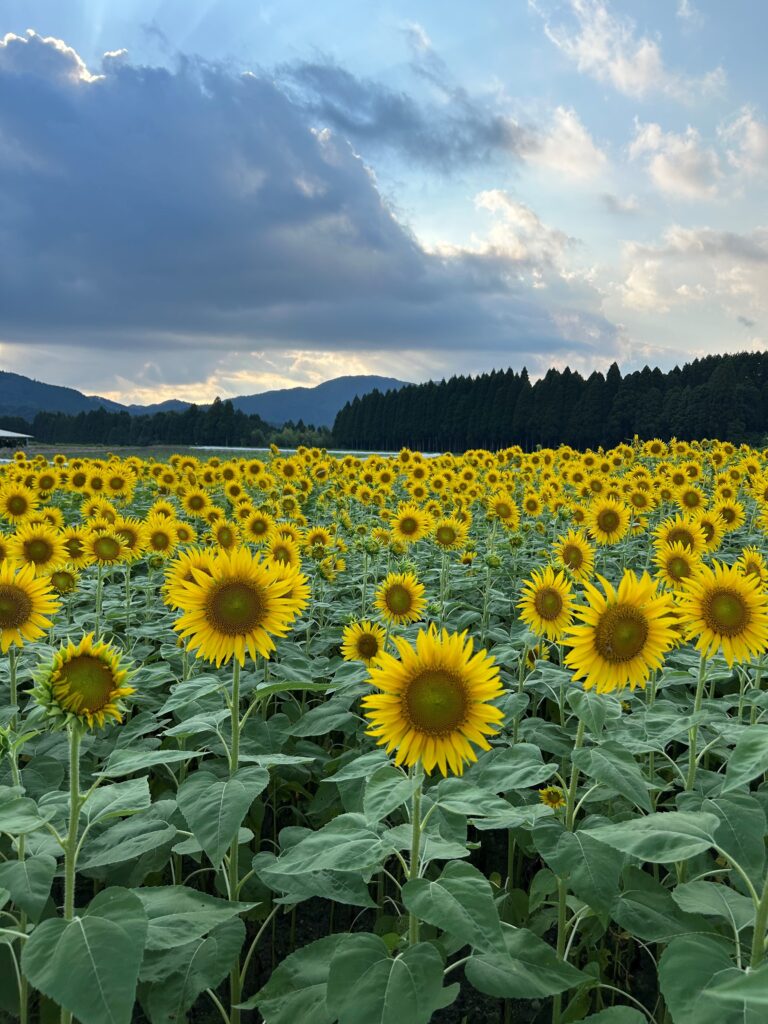 【🌻溝辺町有川のひまわり畑🌻】