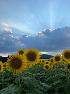 【🌻溝辺町有川のひまわり畑🌻】