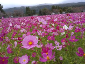 コスモス開花情報🌸