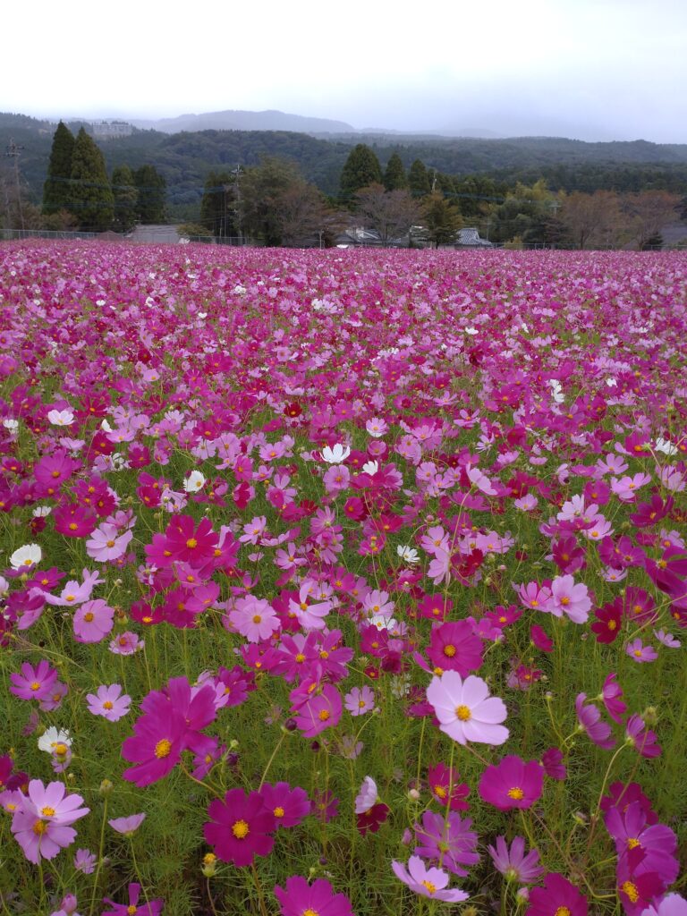 コスモス開花情報🌸