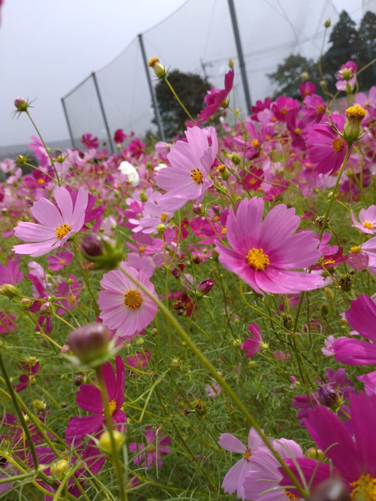 コスモス開花情報🌸