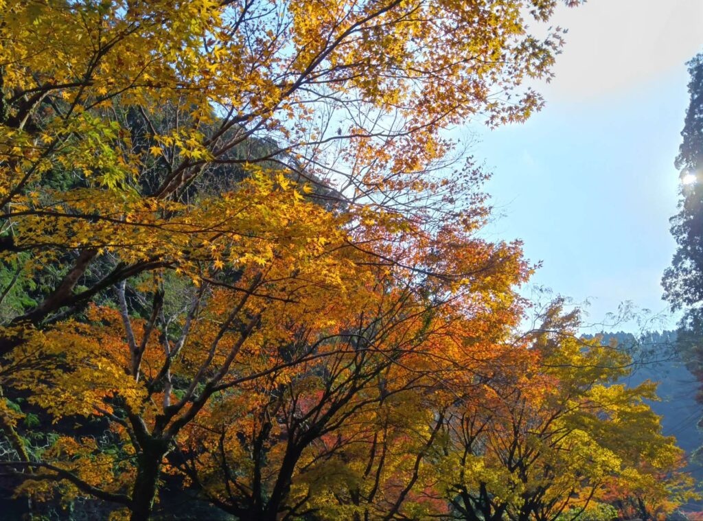 霧島の紅葉見頃です