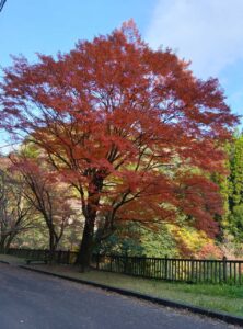 霧島の紅葉見頃です