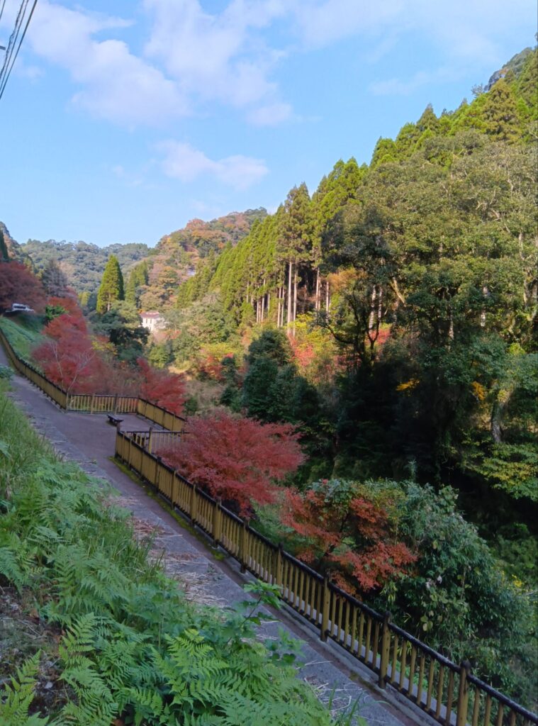 霧島の紅葉見頃です