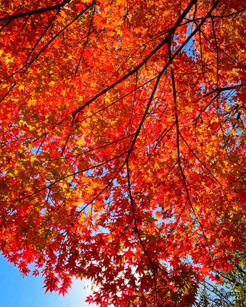 霧島の紅葉見頃です