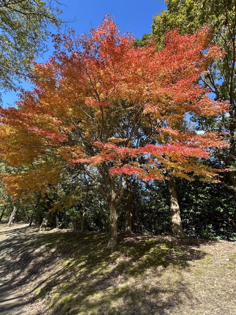 霧島の紅葉見頃です