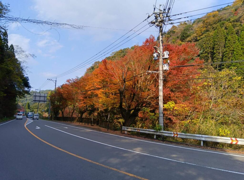 霧島の紅葉見頃です