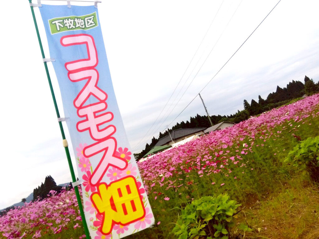 下牧之原地区のコスモス畑が見頃を迎えています🌸