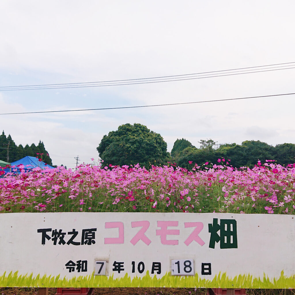 下牧之原地区のコスモス畑が見頃を迎えています🌸