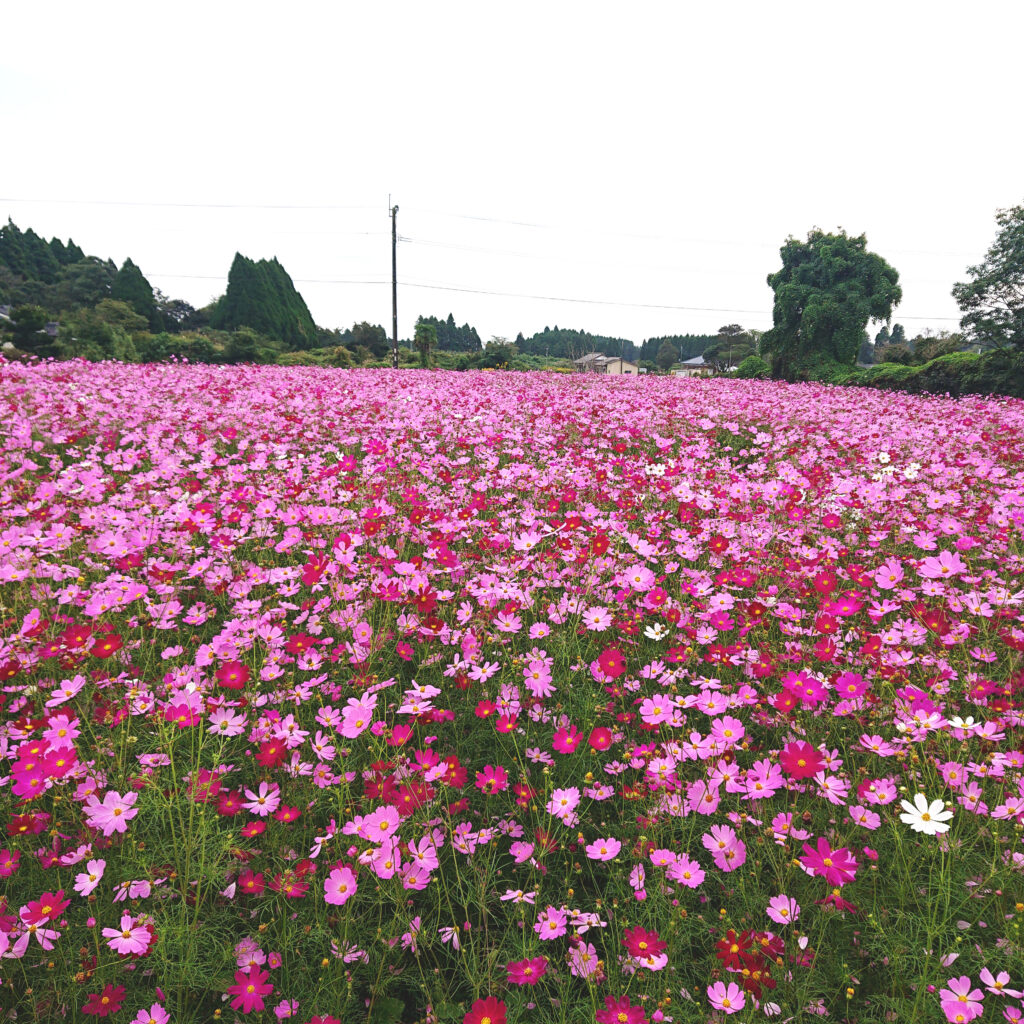 下牧之原地区のコスモス畑が見頃を迎えています🌸
