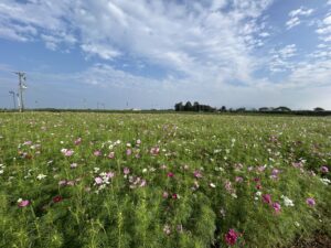 十三塚史跡公園前のコスモス畑開花状況