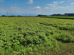 🌺赤そばがまもなく見頃です