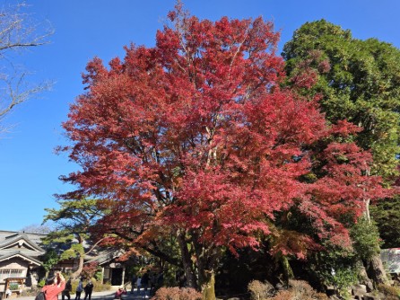 【１１月下旬】霧島神宮の紅葉レポート