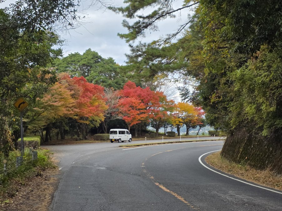 国道２２３号線の紅葉が見頃を迎えました！