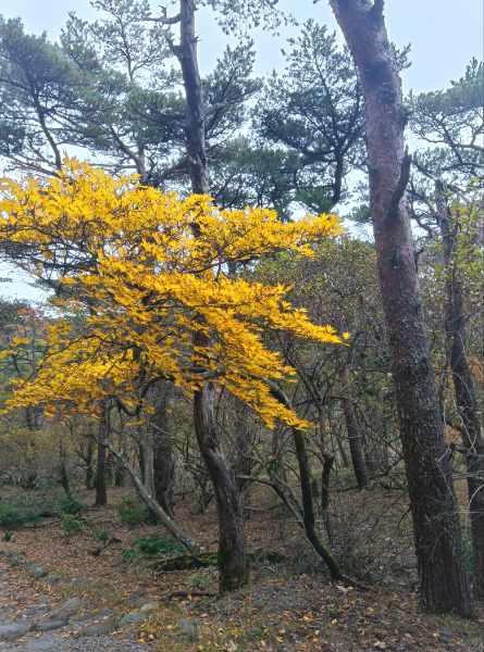 えびの高原　六観音御池の紅葉が見頃を迎えています