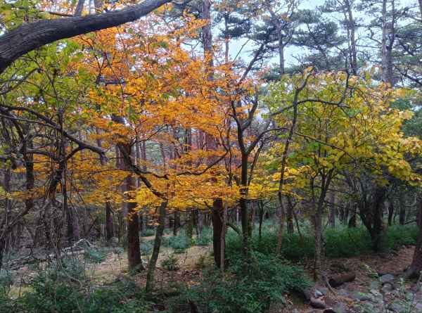 えびの高原　六観音御池の紅葉が見頃を迎えています