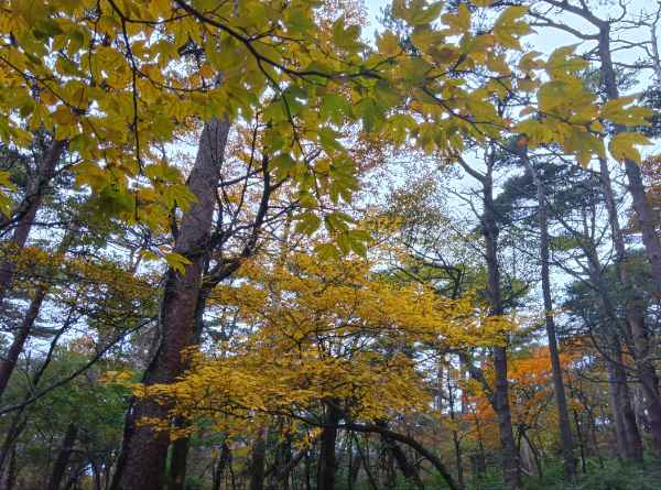 えびの高原　六観音御池の紅葉が見頃を迎えています