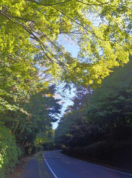 紅葉情報（11月14日現在）