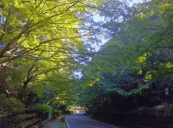 紅葉情報（11月14日現在）