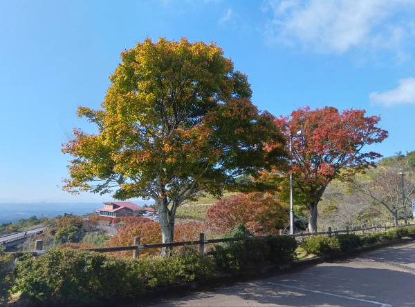 紅葉情報（11月14日現在）