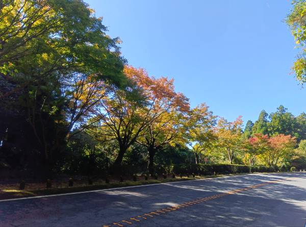 紅葉情報（11月14日現在）