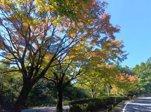 紅葉情報（11月14日現在）