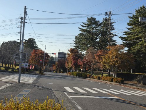 国道２２３号線の紅葉が見頃を迎えました！