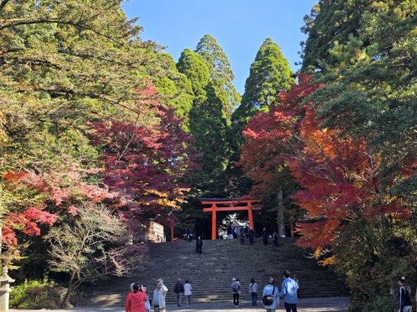 【１１月下旬】霧島神宮の紅葉レポート